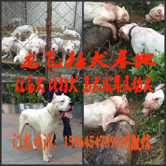 杜高犬比特犬价格 杜高犬比特犬马犬卡斯罗