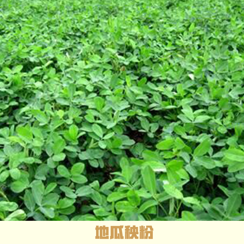 地瓜秧粉圖片/地瓜秧粉樣板圖 (3)