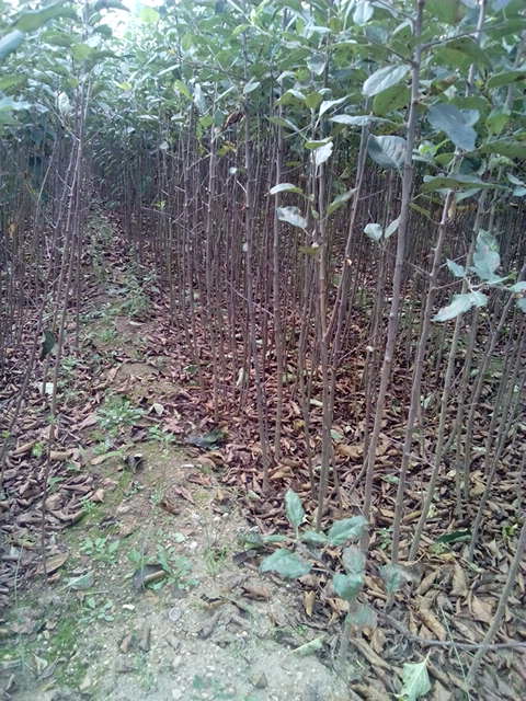 苹果苗苹果苗批发 苹果苗种植基地 山东苹果苗 苹果苗 嫁接苹果苗