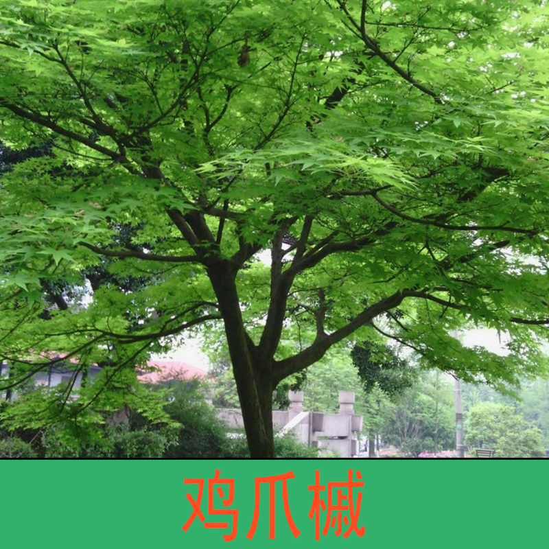 雞爪槭圖片/雞爪槭樣板圖 (4)