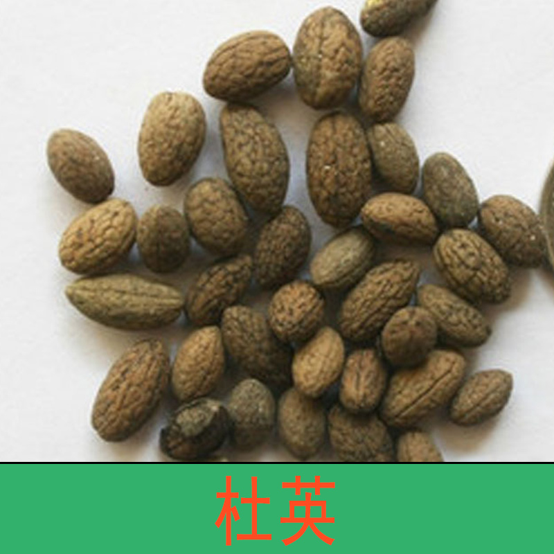 杜英圖片/杜英樣板圖 (3)