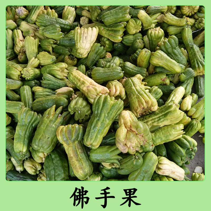 南寧佛手果圖片/南寧佛手果樣板圖 (2)
