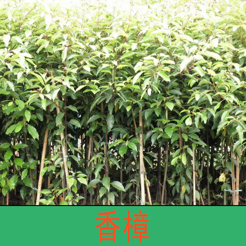 香樟圖片/香樟樣板圖 (1)