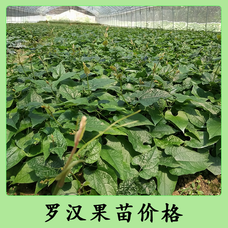 柳州罗汉果苗-苗木种植基地批发报价供应