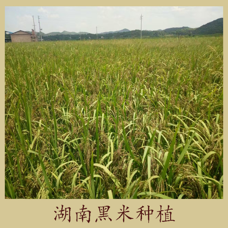 湖南黑米種植 有機(jī)黑土種植 黑米 無染色五谷雜糧