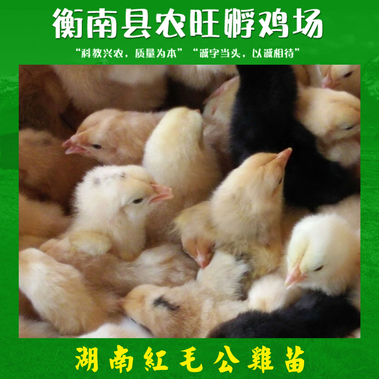 公雞苗圖片/公雞苗樣板圖 (4)