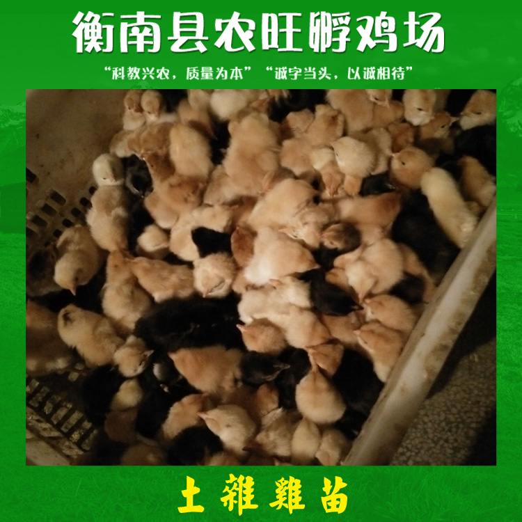 土雜雞苗圖片/土雜雞苗樣板圖 (1)