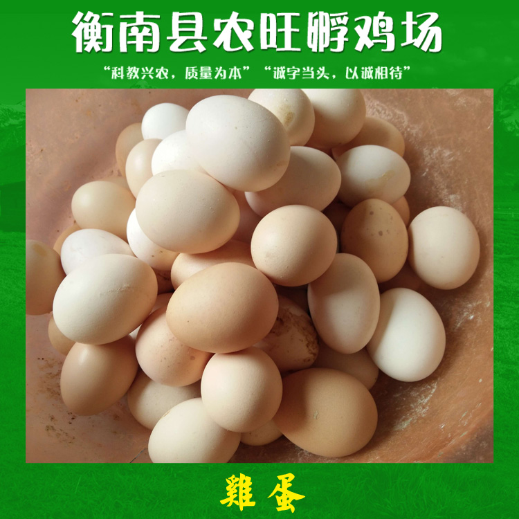 雞蛋 農家散養(yǎng)土雞蛋 生態(tài)散養(yǎng)土雞蛋 土雞初生雞蛋廠家供應報價