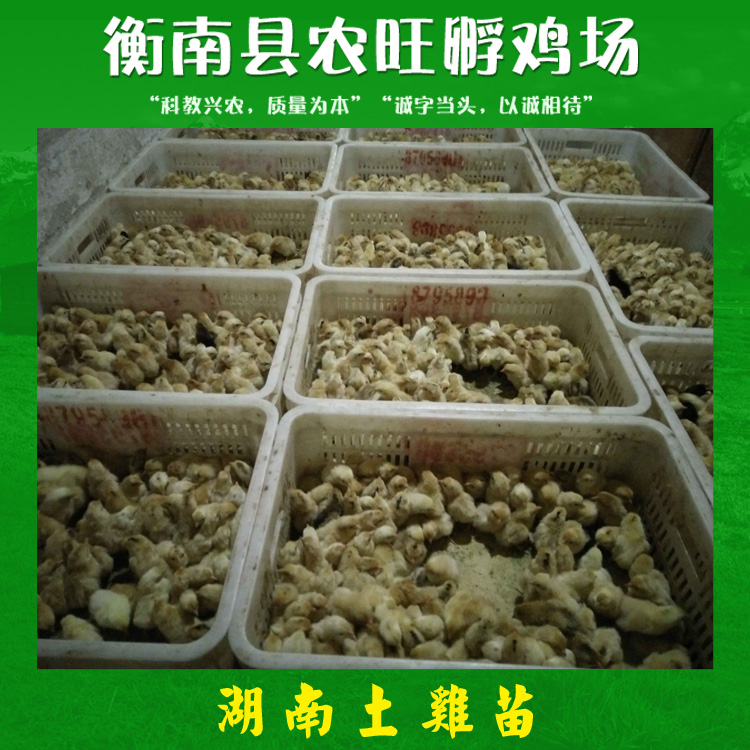 土雞苗圖片/土雞苗樣板圖 (1)