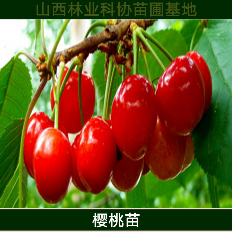 山西櫻桃苗批發(fā) 車?yán)遄訖烟颐缒?矮化大櫻桃樹苗 優(yōu)質(zhì)高產(chǎn)櫻桃種苗