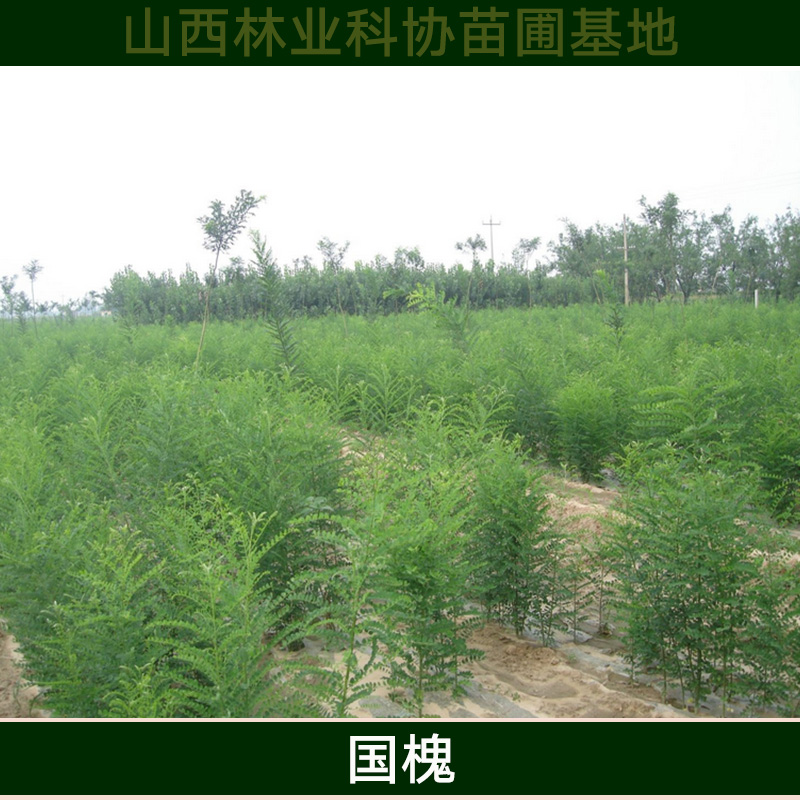 山西國槐圖片/山西國槐樣板圖 (3)