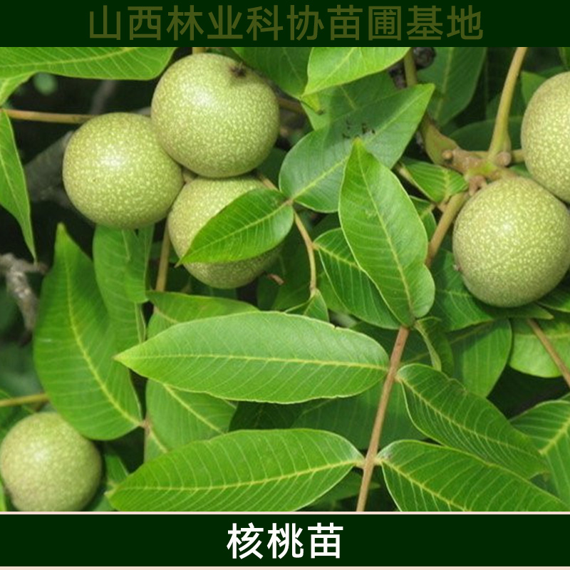 清香核桃苗圖片/清香核桃苗樣板圖 (2)