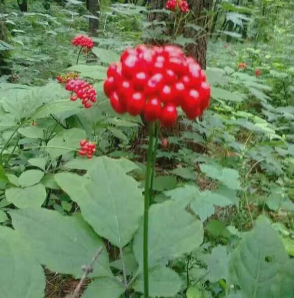 長白山特產(chǎn)各種林下參園參白條參紅參