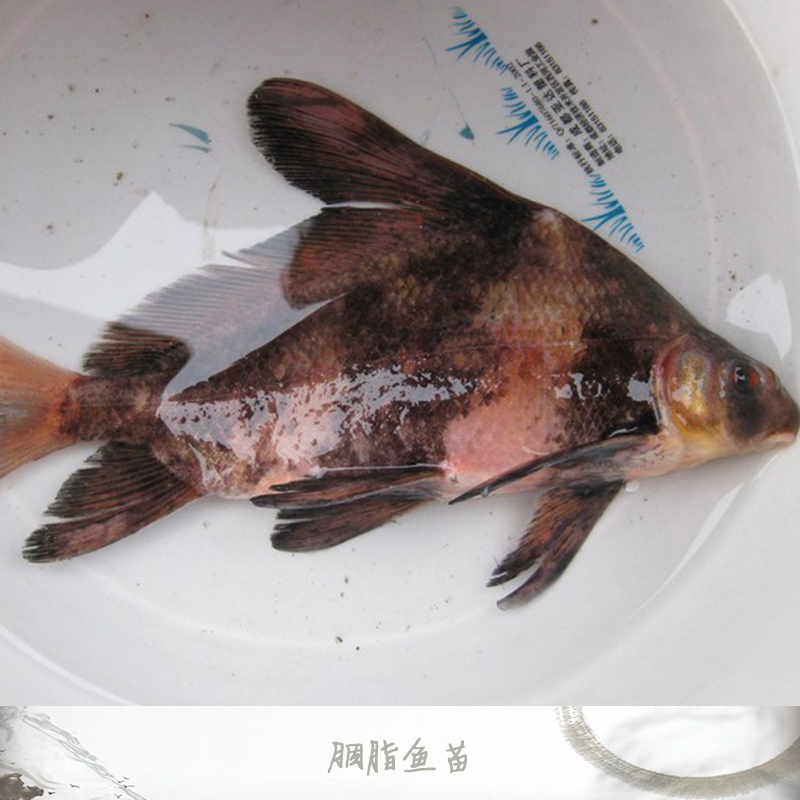 廣州胭脂魚苗銷售