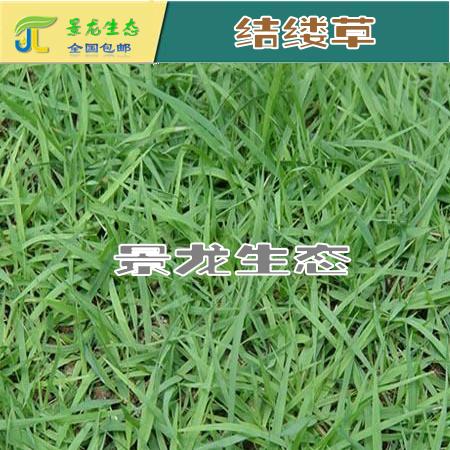 草坪專業(yè) 進(jìn)口草種 日本結(jié)縷草 中華結(jié)縷草 馬尼拉草種