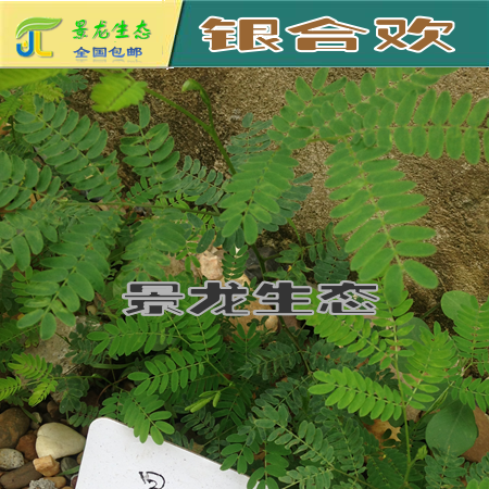銀合歡種子圖片/銀合歡種子樣板圖 (1)