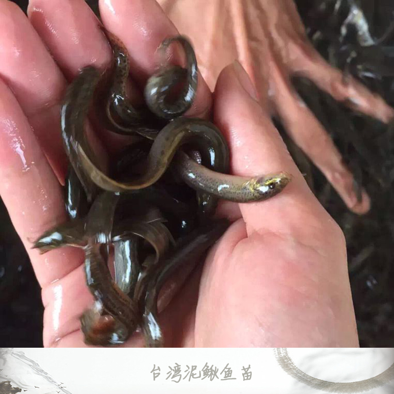 臺灣泥鰍魚苗 泥鰍魚苗養(yǎng)殖基地 泥鰍魚苗批發(fā)價格 泥鰍魚苗批發(fā) 泥鰍魚苗養(yǎng)殖