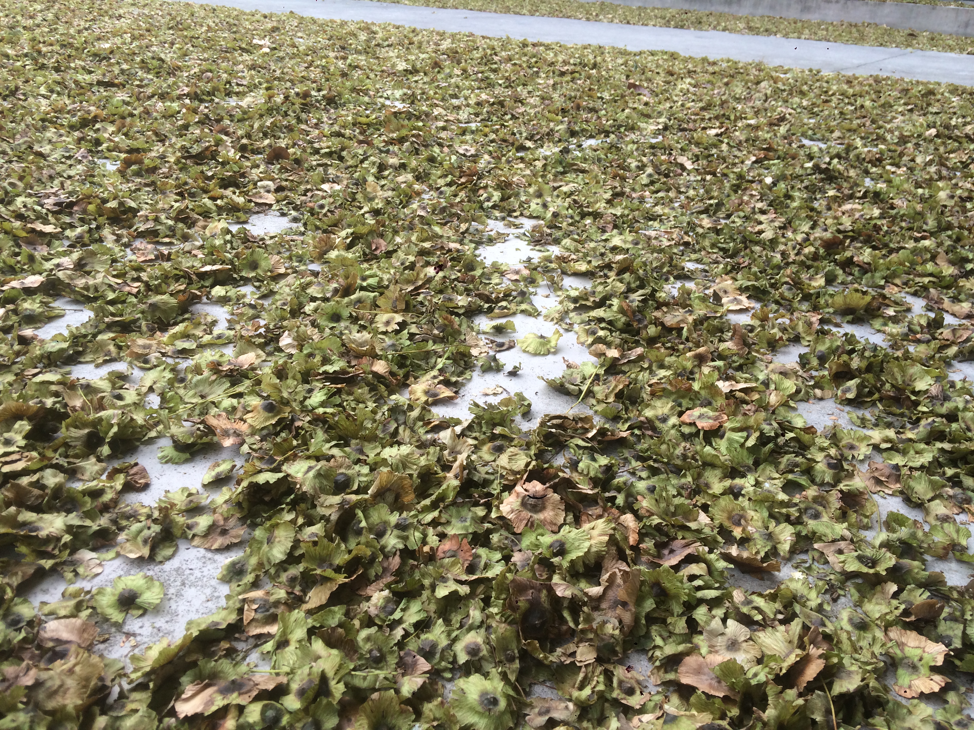 青錢柳種子圖片/青錢柳種子樣板圖 (4)