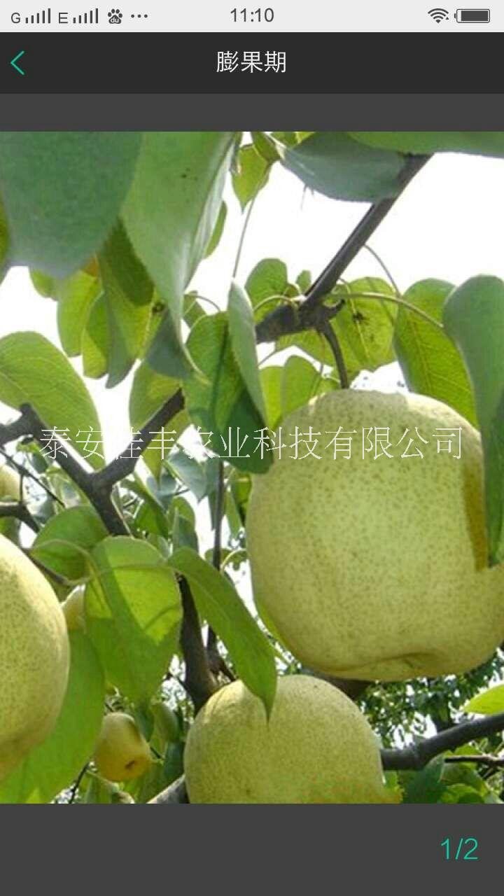 梨樹苗木圖片/梨樹苗木樣板圖 (4)