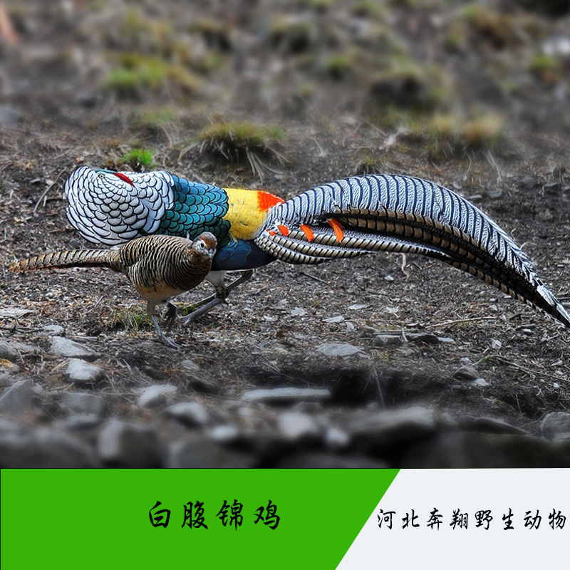 白腹錦雞圖片/白腹錦雞樣板圖 (4)