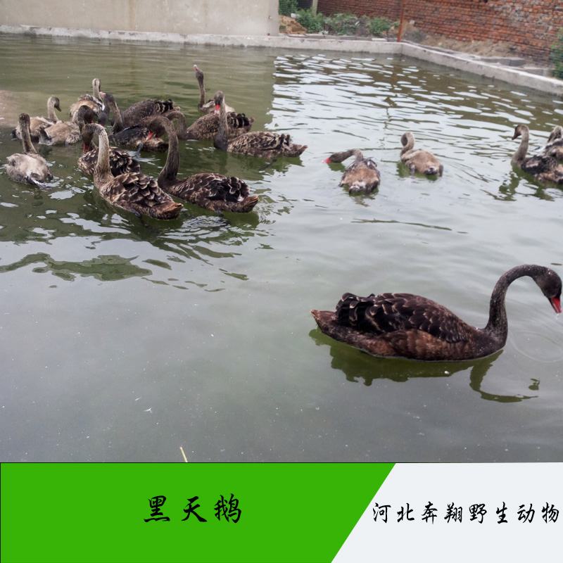 黑天鵝圖片/黑天鵝樣板圖 (3)