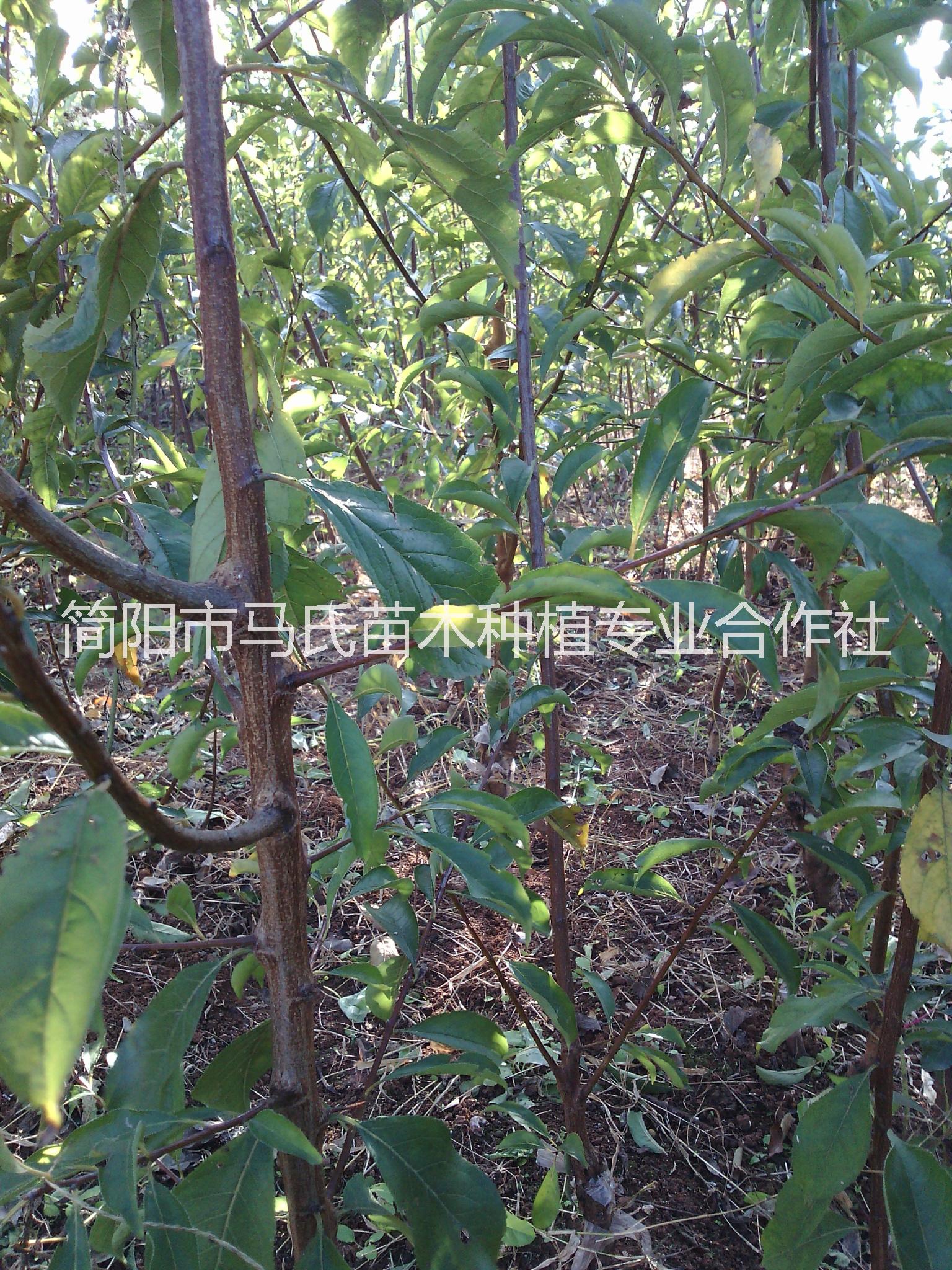 李子樹苗圖片/李子樹苗樣板圖 (4)