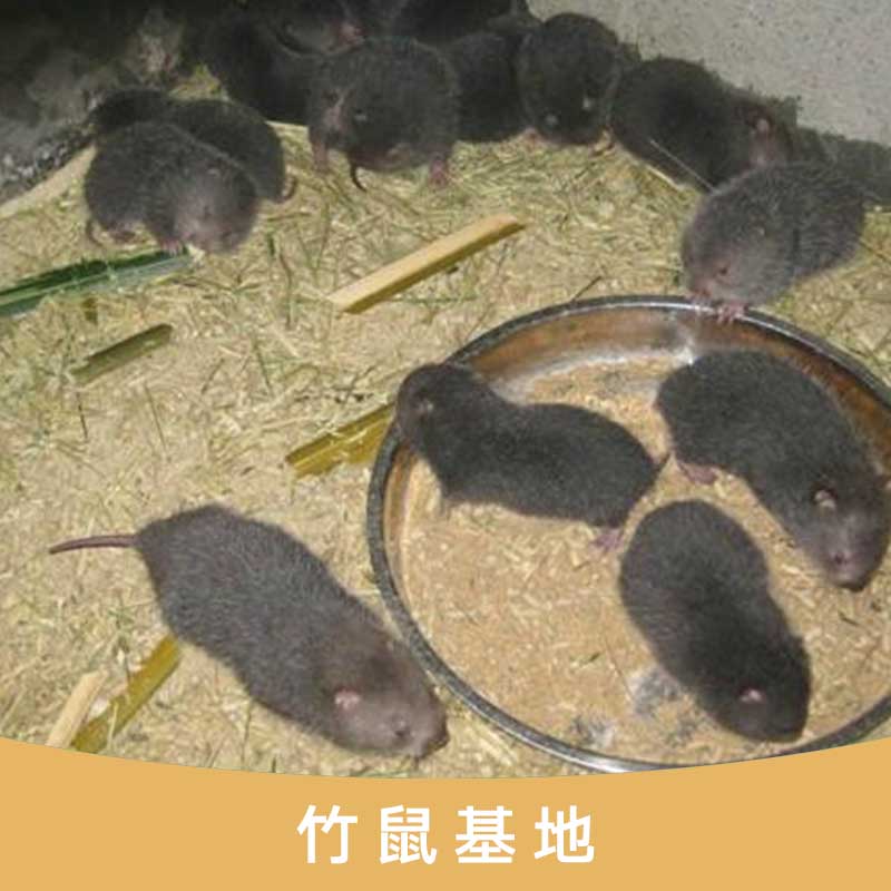 竹鼠圖片/竹鼠樣板圖 (3)