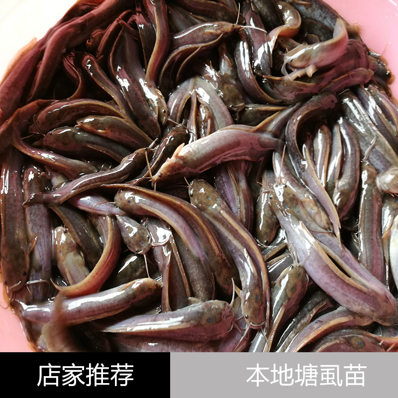 江门市本地塘虱苗厂家本地塘虱苗 塘角鱼苗 本地塘鲺鱼苗 胡子鲶鱼苗