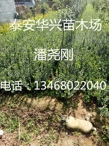 扶芳藤圖片/扶芳藤樣板圖 (1)