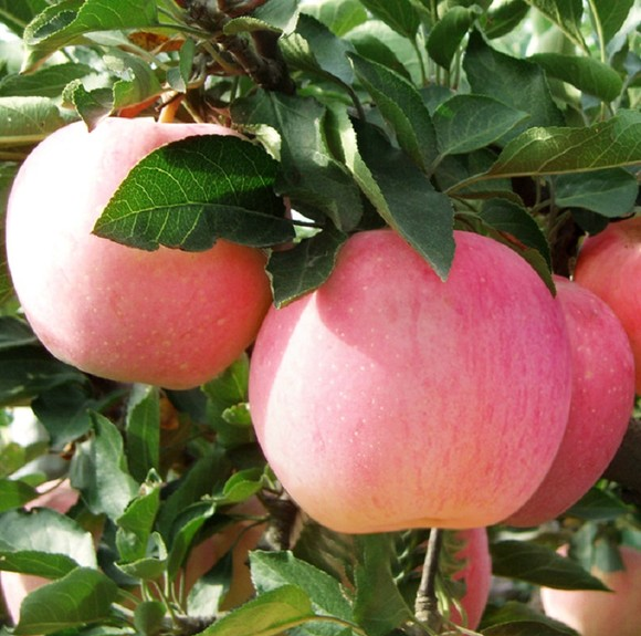 紅富士蘋(píng)果圖片/紅富士蘋(píng)果樣板圖 (3)