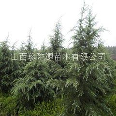雪松圖片/雪松樣板圖 (4)