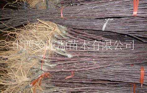 山西蘋果苗批發(fā)電話圖片/山西蘋果苗批發(fā)電話樣板圖 (2)
