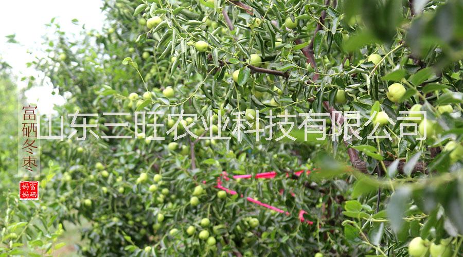 三旺集團富硒冬棗圖片/三旺集團富硒冬棗樣板圖 (3)