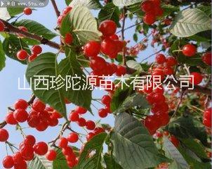 櫻桃苗圖片/櫻桃苗樣板圖 (4)