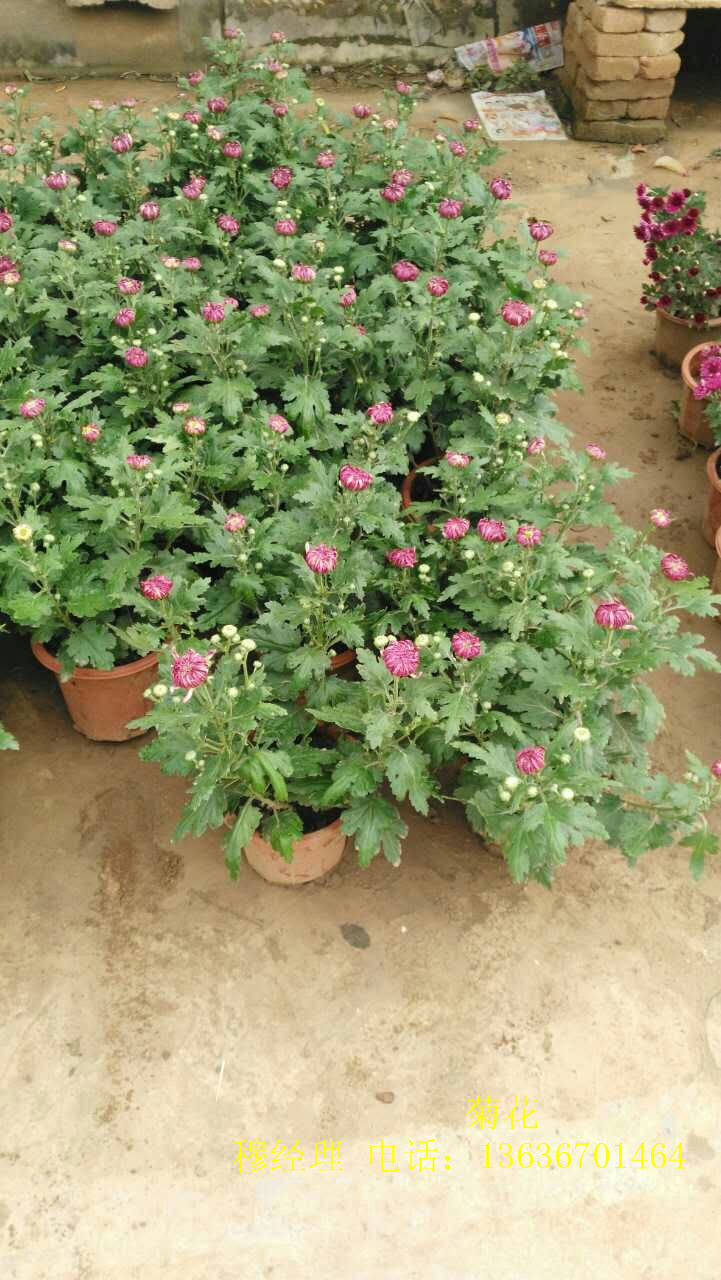 西安草花/綠植圖片/西安草花/綠植樣板圖 (4)