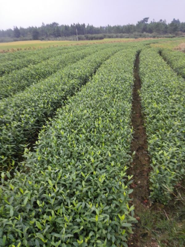 湖南梔子苗批發(fā)價(jià)格 長(zhǎng)沙高產(chǎn)梔子苗價(jià)格 長(zhǎng)沙扦插黃梔子苗價(jià)格