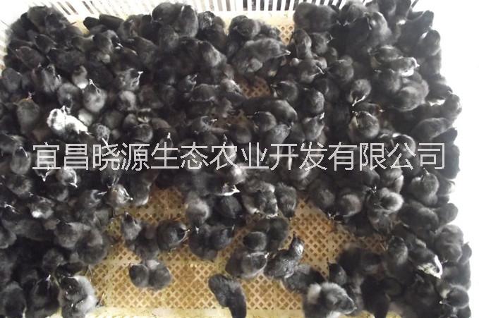 五黑雞圖片/五黑雞樣板圖 (3)