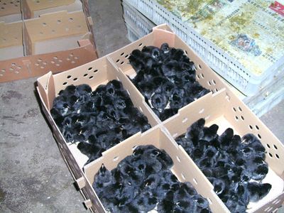 五黑雞苗.三峽黑雞.湖北黑雞圖片