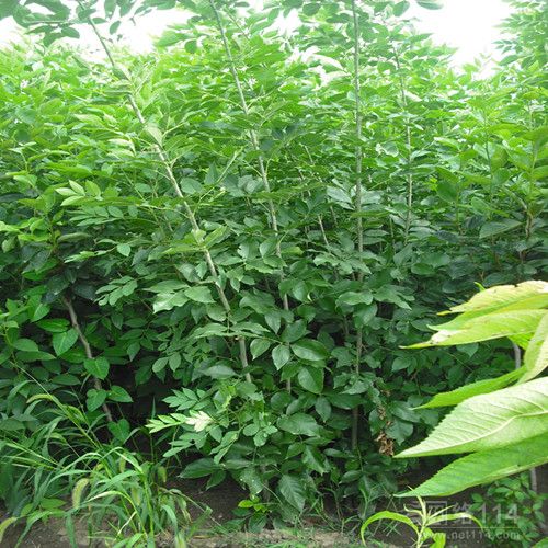 白蠟樹苗圖片/白蠟樹苗樣板圖 (3)