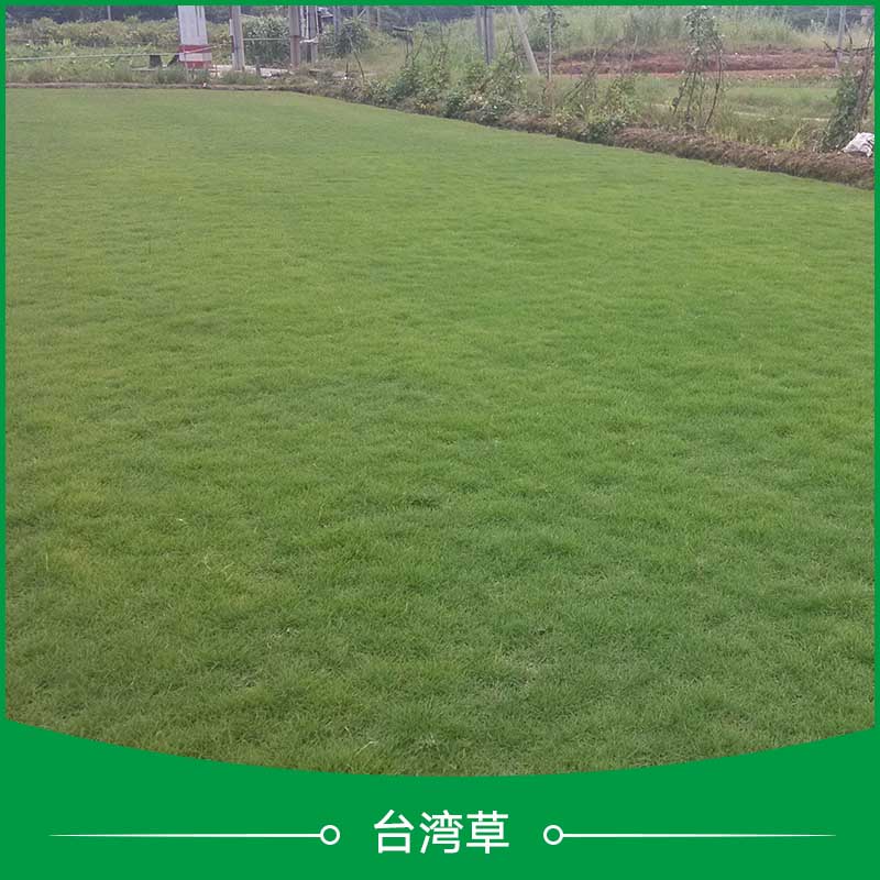 海口市台湾草草坪厂家台湾草草坪 台湾草草皮 台湾草 细叶结缕草草坪  细叶结缕草 台