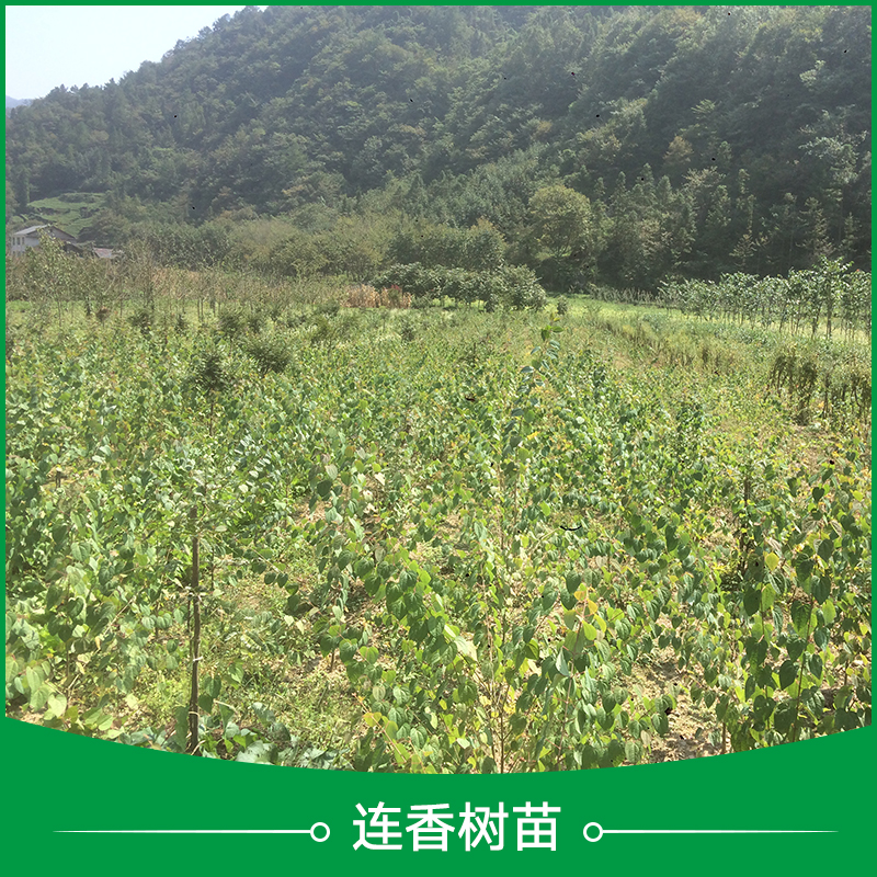 珍稀植物連香樹苗圖片/珍稀植物連香樹苗樣板圖 (3)