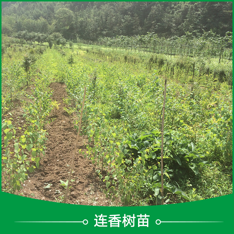 珍稀植物連香樹苗圖片/珍稀植物連香樹苗樣板圖 (2)