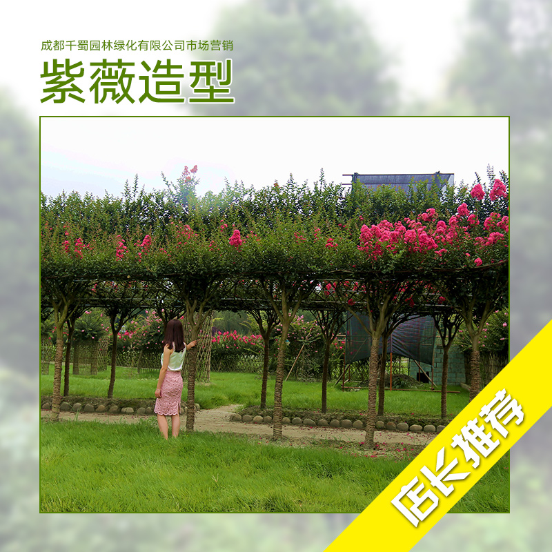 紫薇樹圖片/紫薇樹樣板圖 (2)