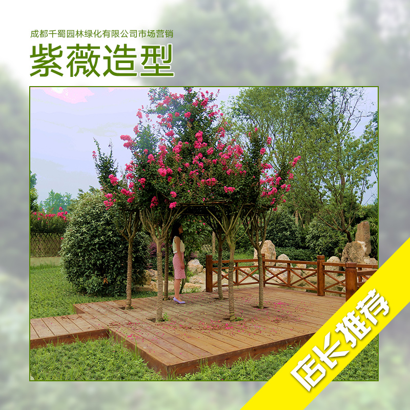 紫薇樹苗圖片
