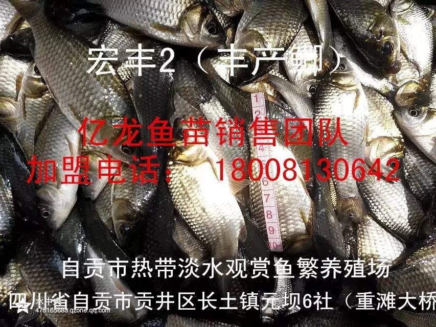 鯽魚苗圖片/鯽魚苗樣板圖 (4)