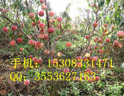 遂寧桃子苗基地 遂寧桃子苗價格圖片