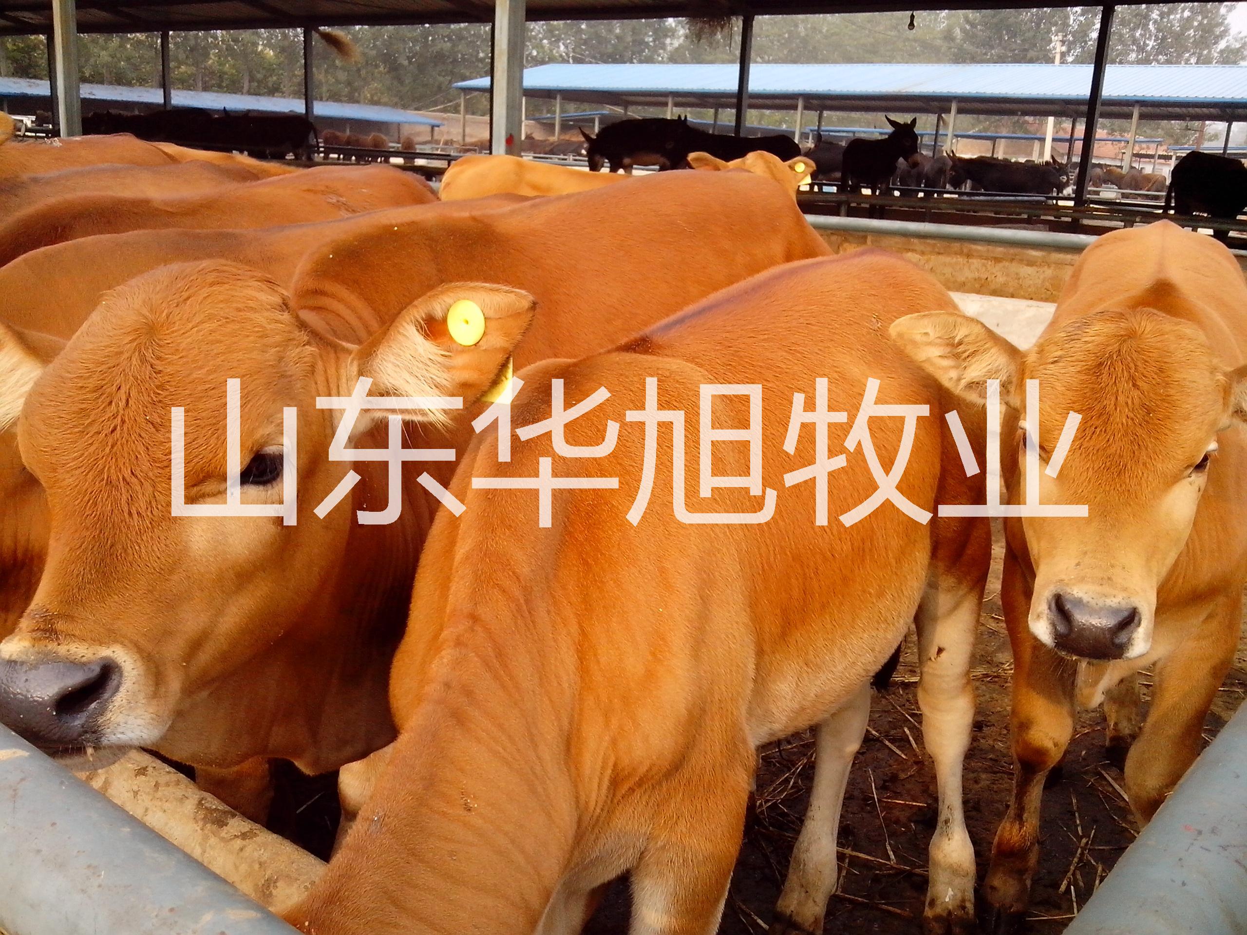 供应重庆肉牛养殖大型肉牛养殖基地西门塔尔牛，利木赞牛