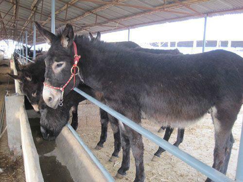 無(wú)錫2017最適合養(yǎng)殖項(xiàng)目圖片/無(wú)錫2017最適合養(yǎng)殖項(xiàng)目樣板圖 (3)