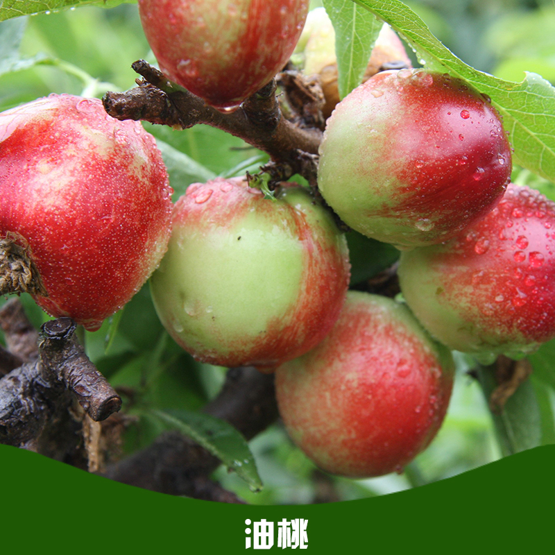 油桃批發(fā)圖片