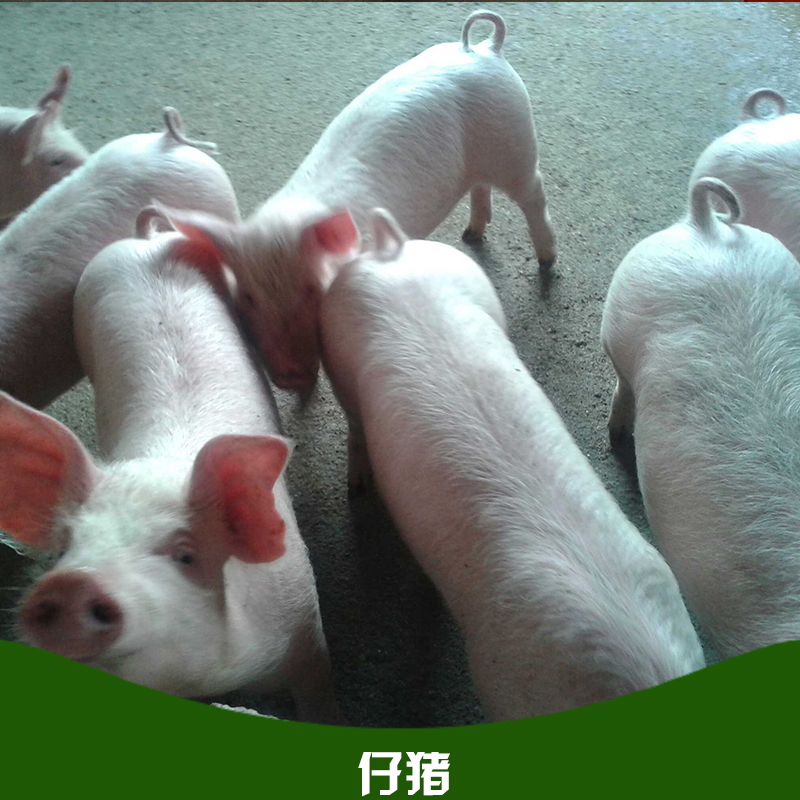 仔豬批發(fā)圖片/仔豬批發(fā)樣板圖 (3)